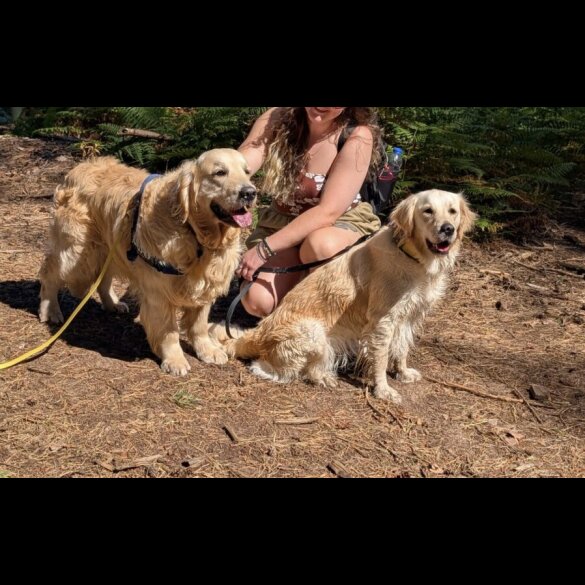 Golden Retriever