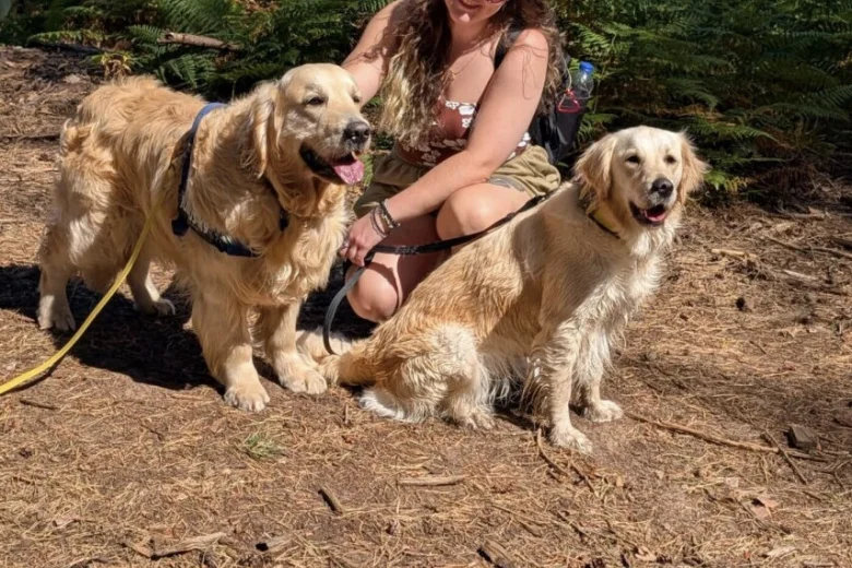 Golden Retriever