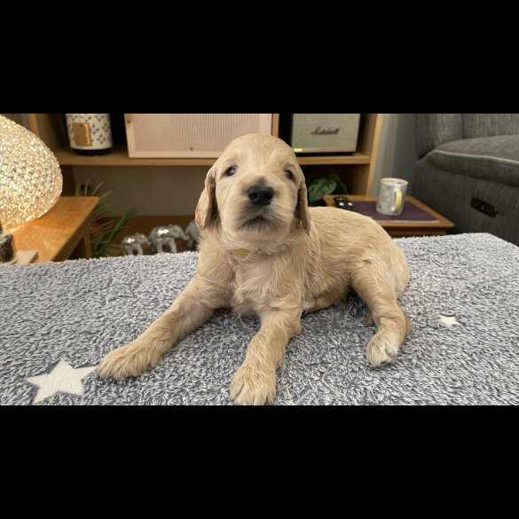 Goldendoodle