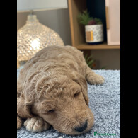 Goldendoodle