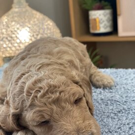 Goldendoodle