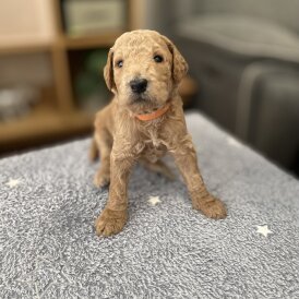 Goldendoodle