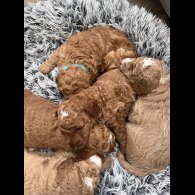 Goldendoodle - Both