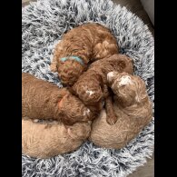 Goldendoodle - Both