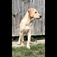 Goldendoodle - Both