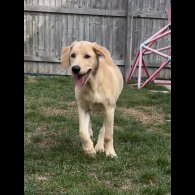 Goldendoodle - Both