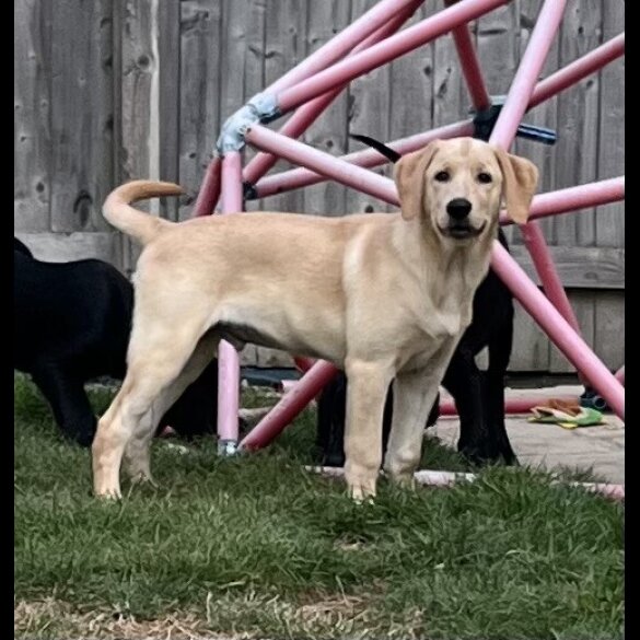 Goldendoodle - Both