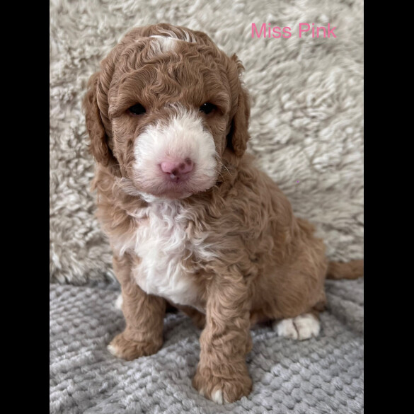 Goldendoodle - Both