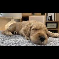Goldendoodle