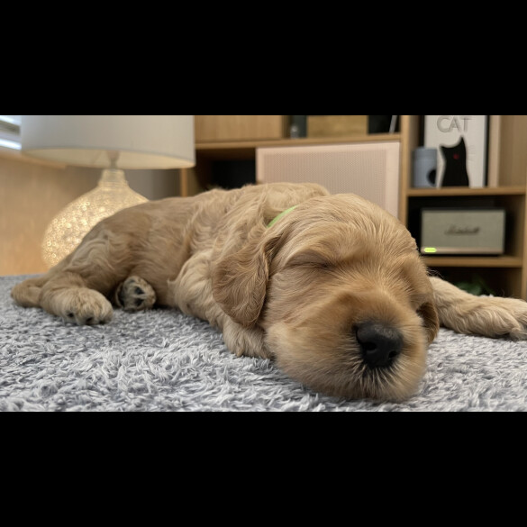 Goldendoodle