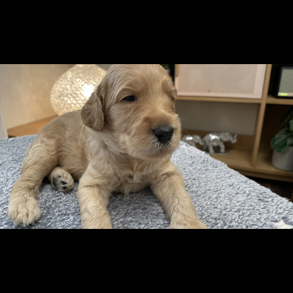Goldendoodle