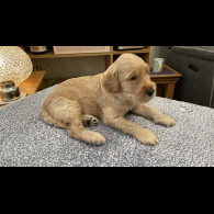 Goldendoodle