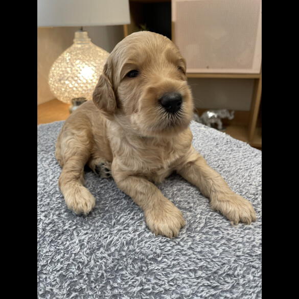 Goldendoodle
