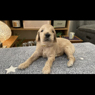 Goldendoodle