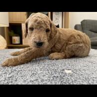 Goldendoodle