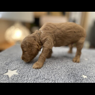 Goldendoodle