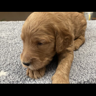 Goldendoodle