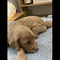 Goldendoodle