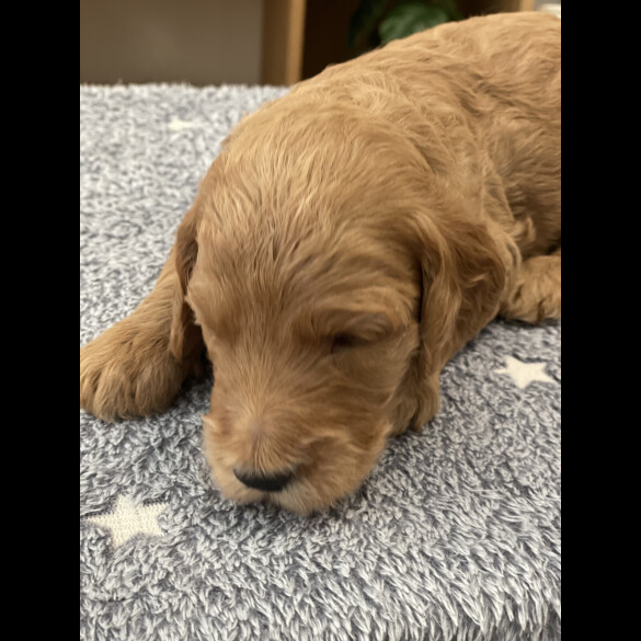 Goldendoodle