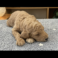 Goldendoodle