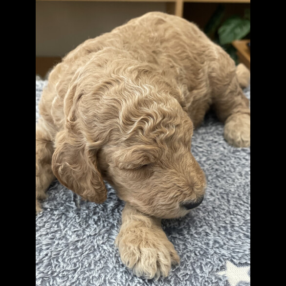 Goldendoodle