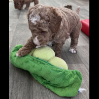 Goldendoodle - Both