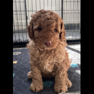 Goldendoodle - Both