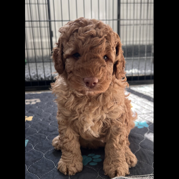 Goldendoodle - Both