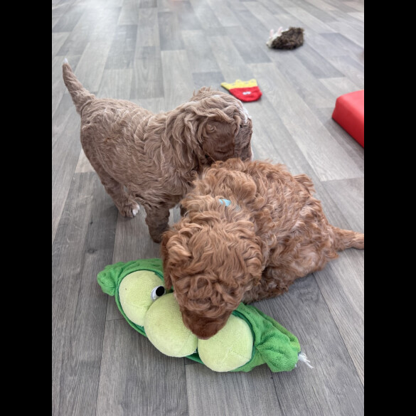 Goldendoodle - Both
