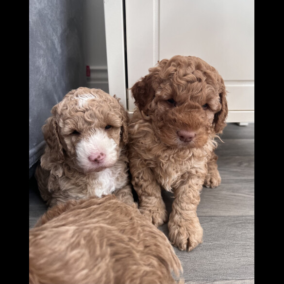 Goldendoodle - Both