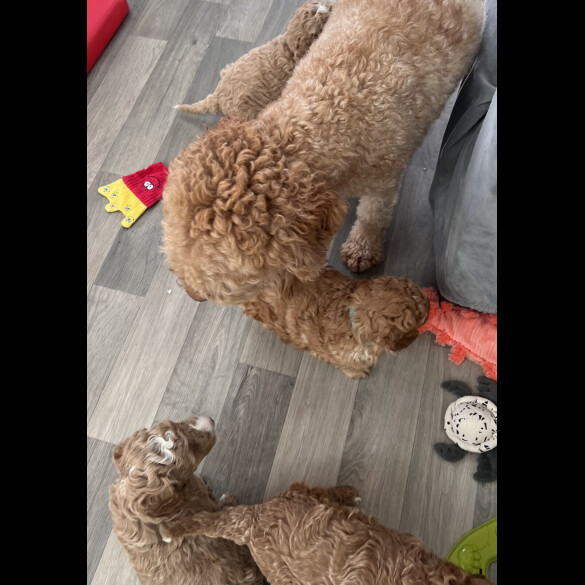 Goldendoodle - Both