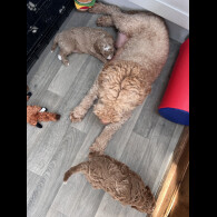 Goldendoodle - Both