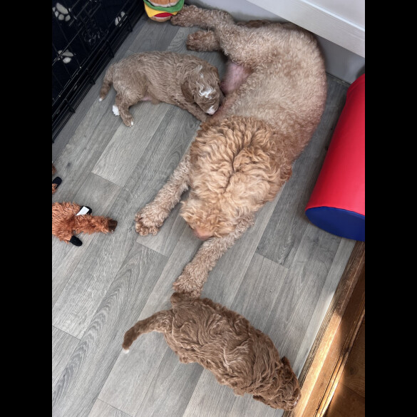 Goldendoodle - Both