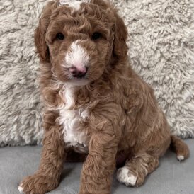 Goldendoodle - Both