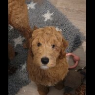 Goldendoodle - Both