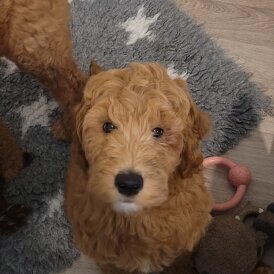 Goldendoodle - Both