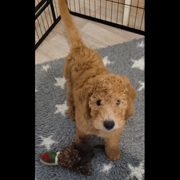 Goldendoodle - Both