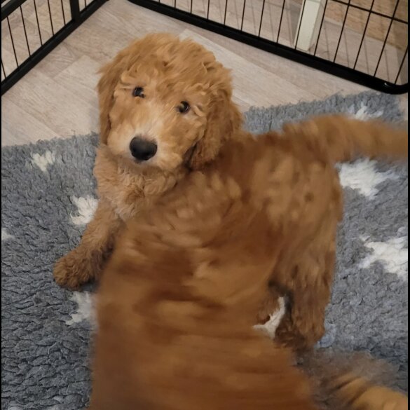 Goldendoodle - Both