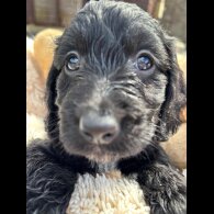 Cockapoo