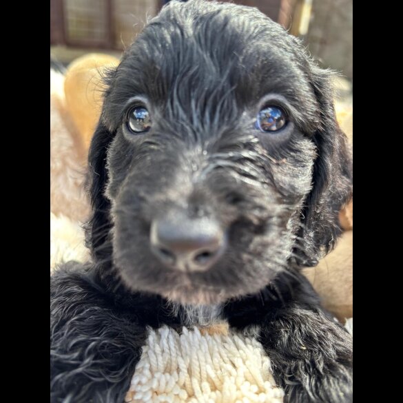 Cockapoo