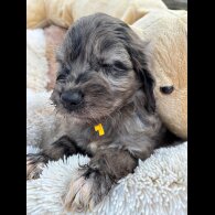 Cockapoo
