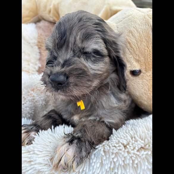 Cockapoo
