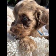 Cockapoo