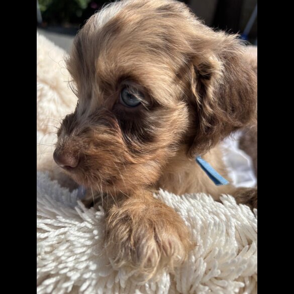Cockapoo