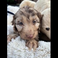Cockapoo