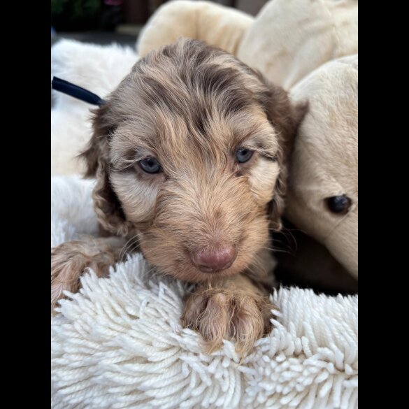 Cockapoo