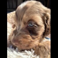 Cockapoo