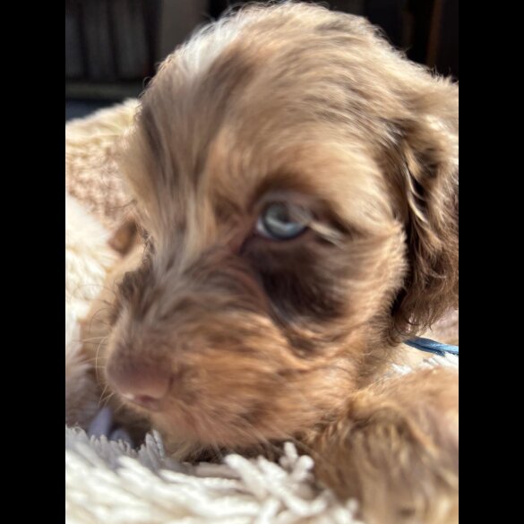 Cockapoo