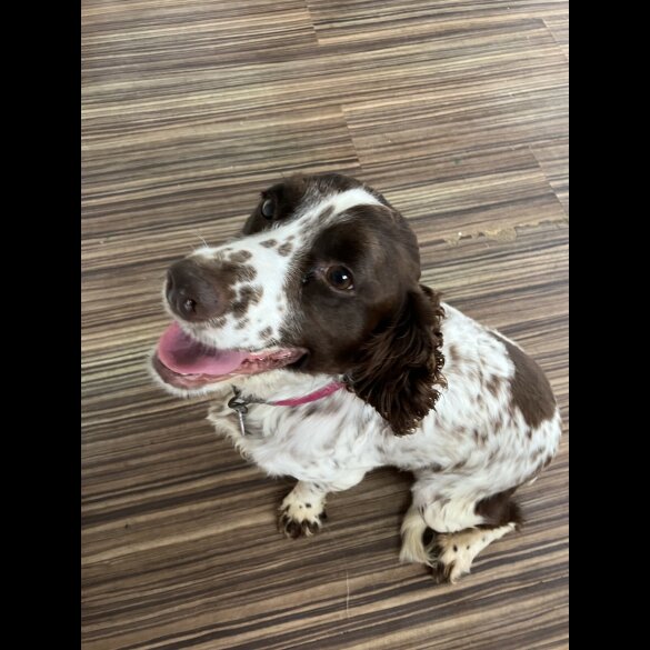 Cockapoo