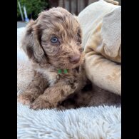 Cockapoo
